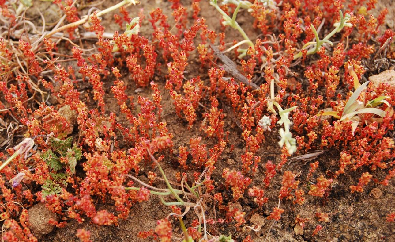 crassula-connata-5mar2013-1