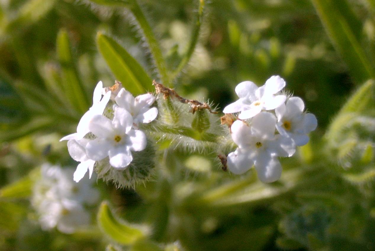 cryptantha-sp1-2mar2003-a