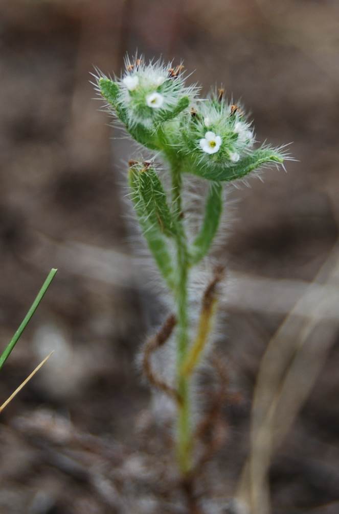 cryptantha-sp2-15apr2013-30