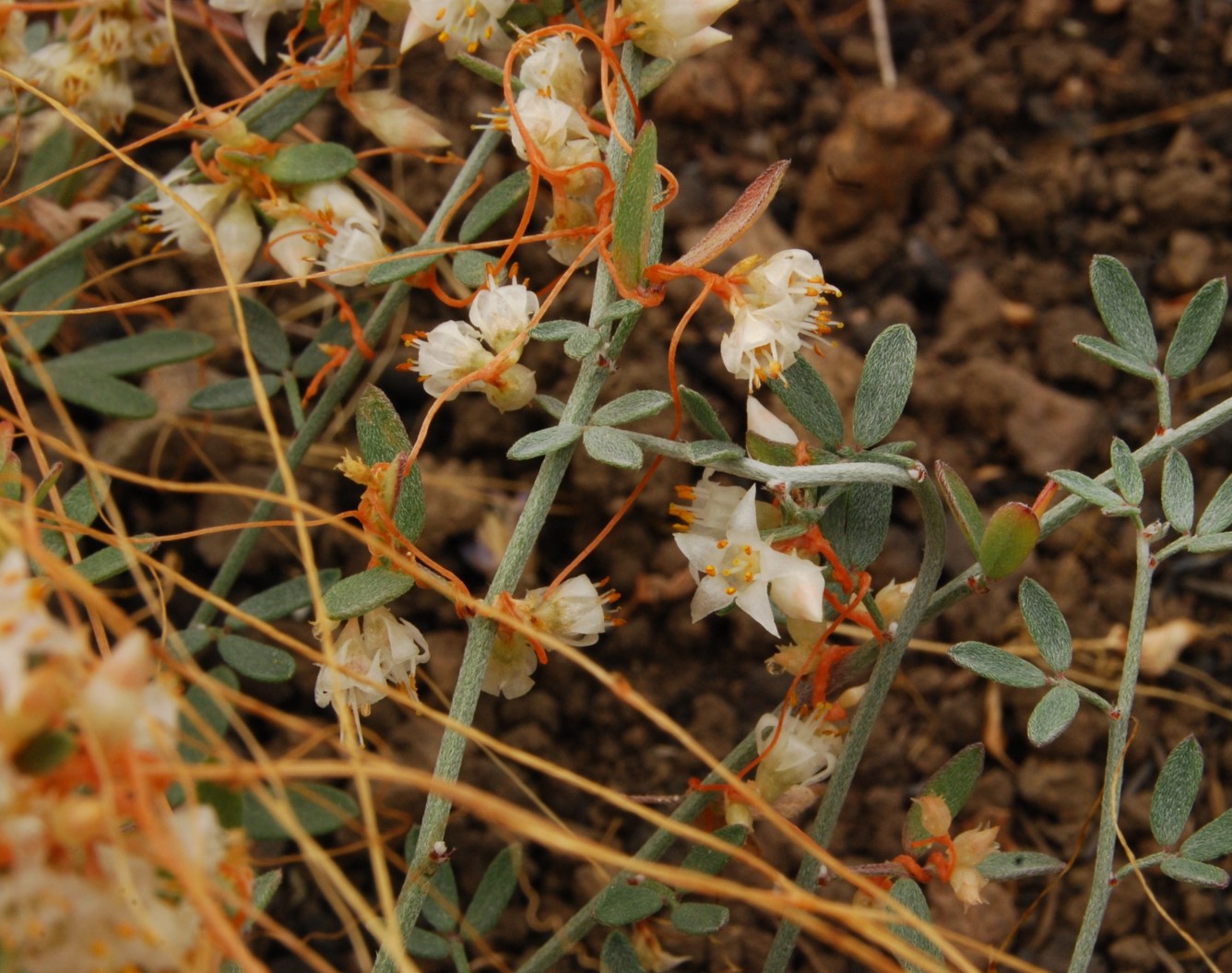 cuscuta-13june2014-13