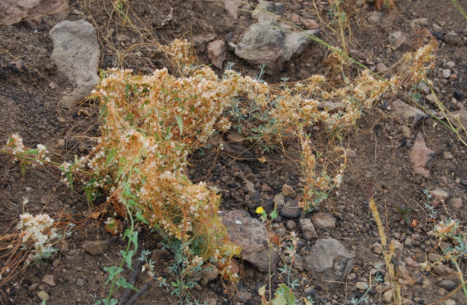 cuscuta-13june2014-5