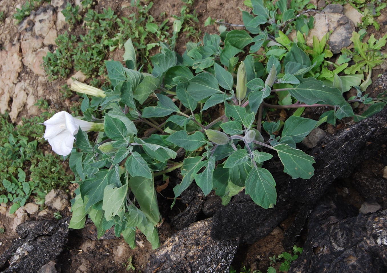 datura-wrightii-28jan2015-2