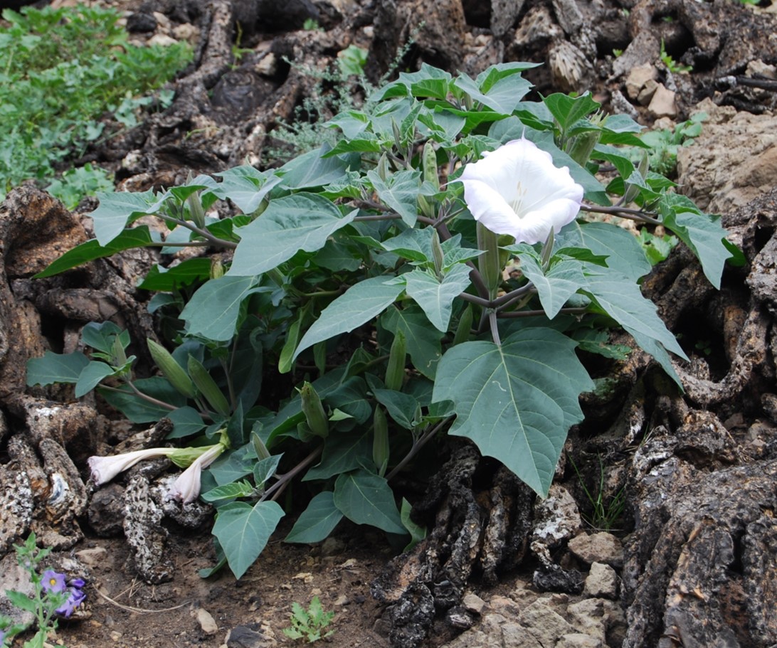 datura-wrightii-28jan2015-4