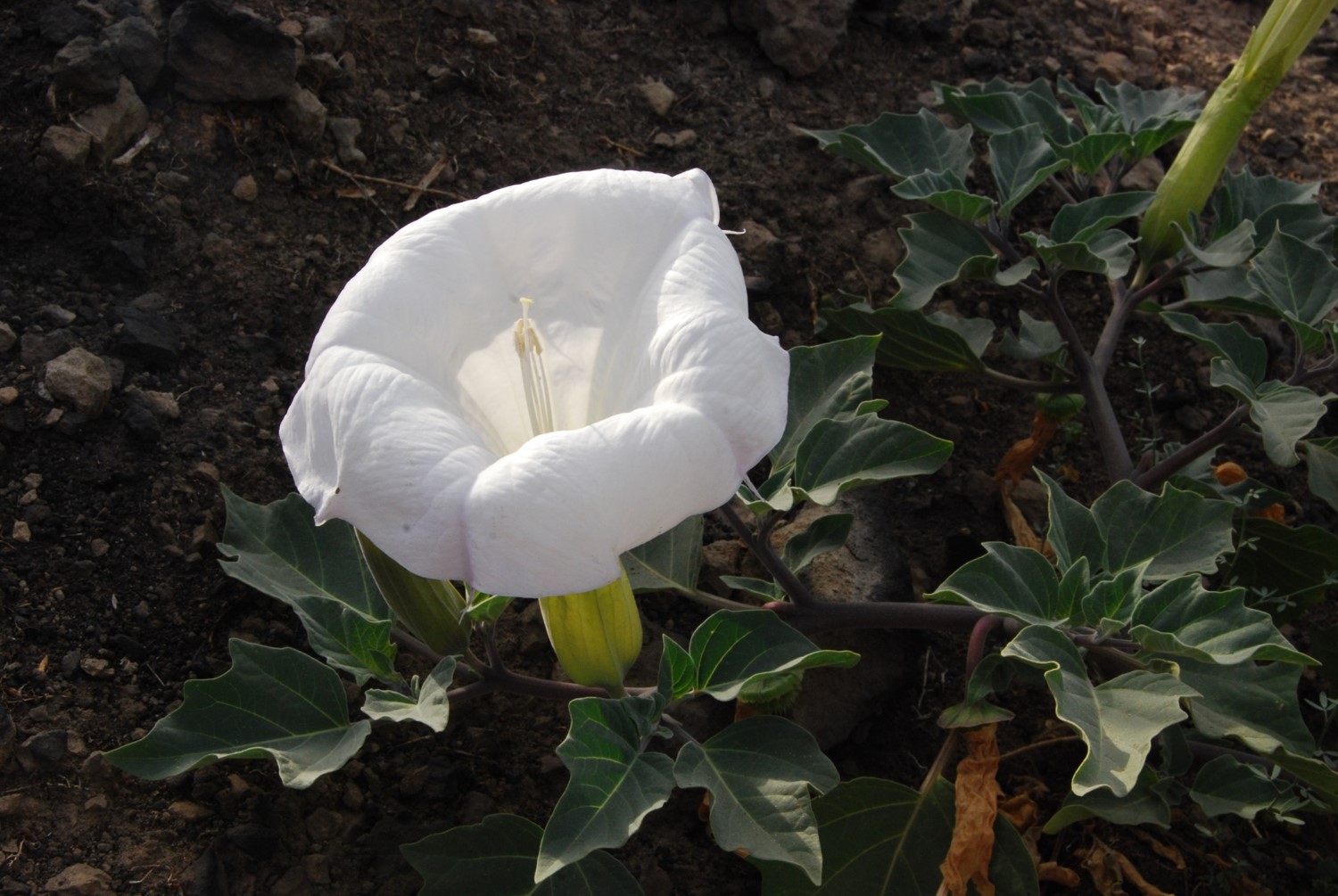 datura-wrightii-6june2014-10
