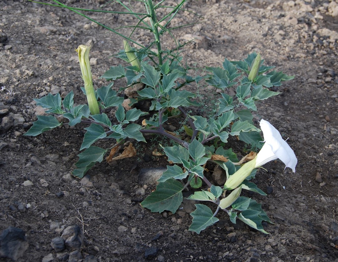 datura-wrightii-6june2014-13