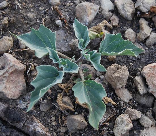 datura-wrightii-6june2014-3
