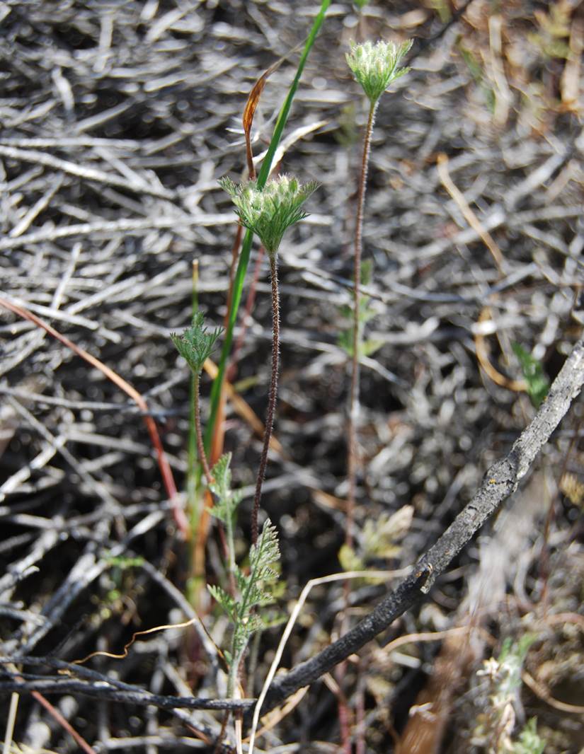 daucus-pusillus-12apr2013-7
