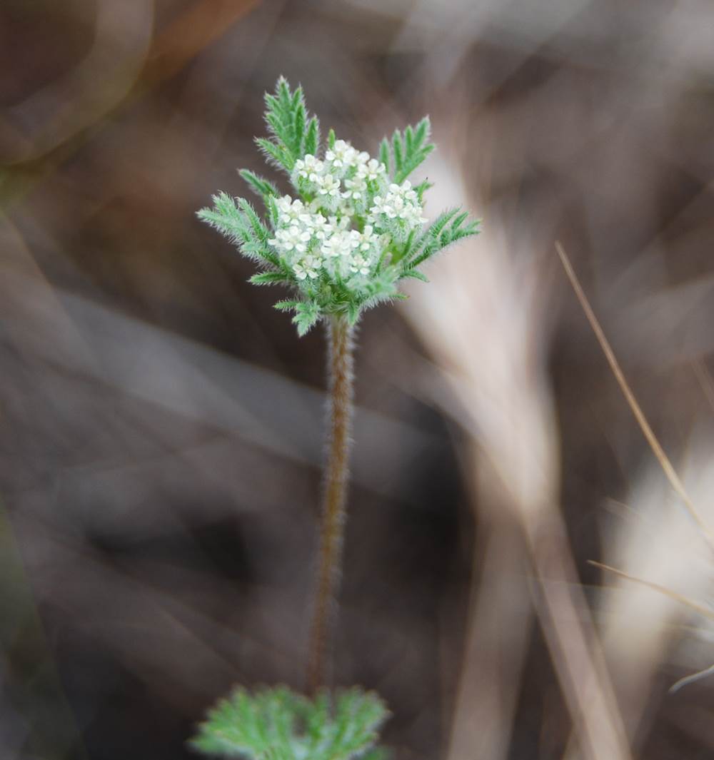 daucus-pusillus-15apr2013-10