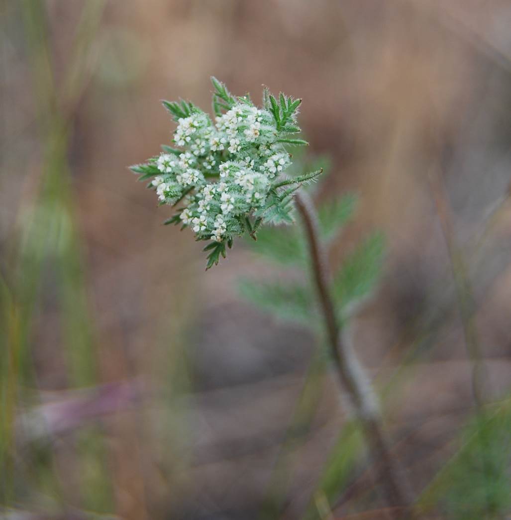 daucus-pusillus-15apr2013-20