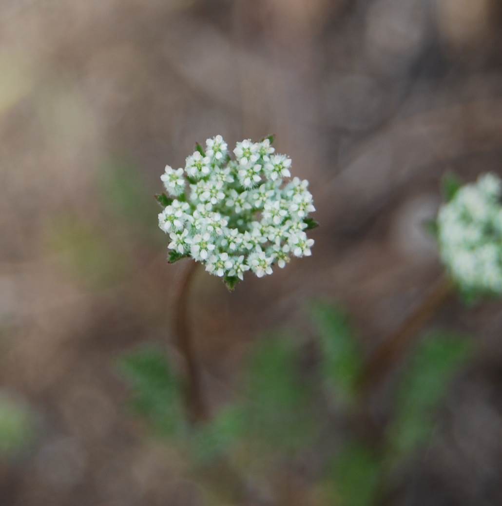 daucus-pusillus-15apr2013-36