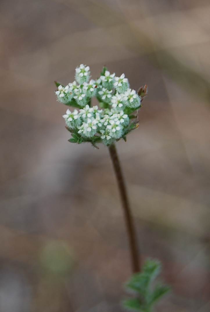 daucus-pusillus-15apr2013-38