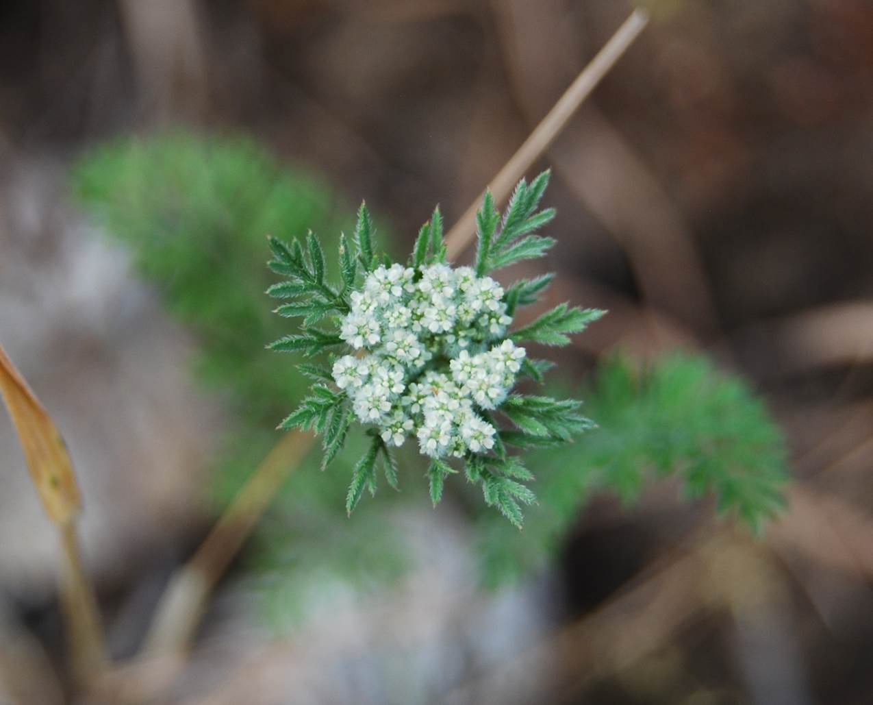 daucus-pusillus-15apr2013-45