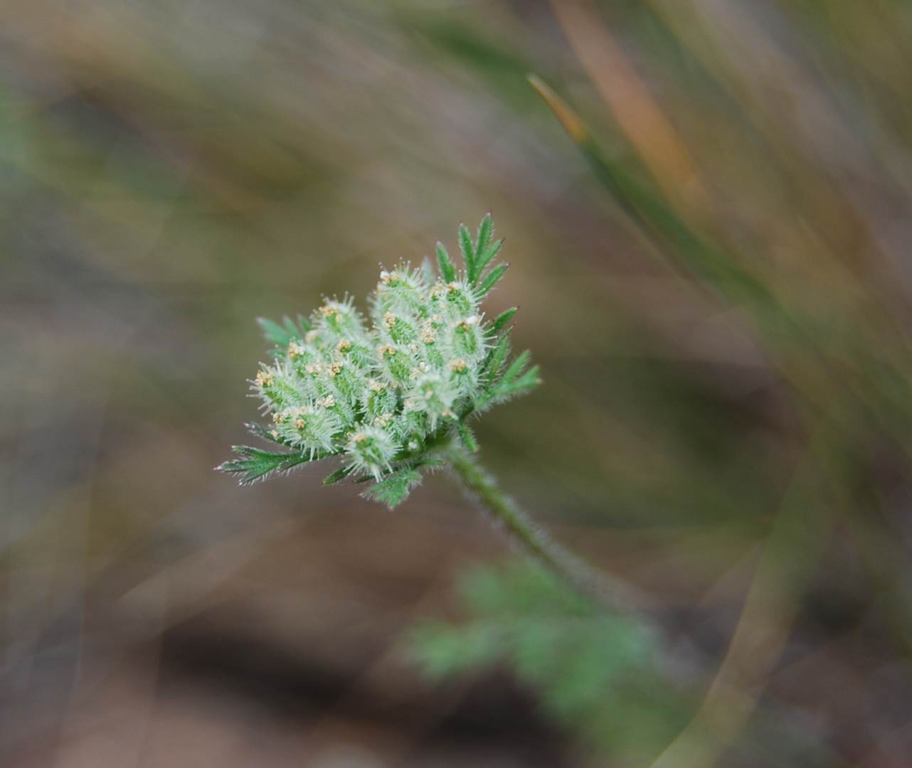 daucus-pusillus-15apr2013-8