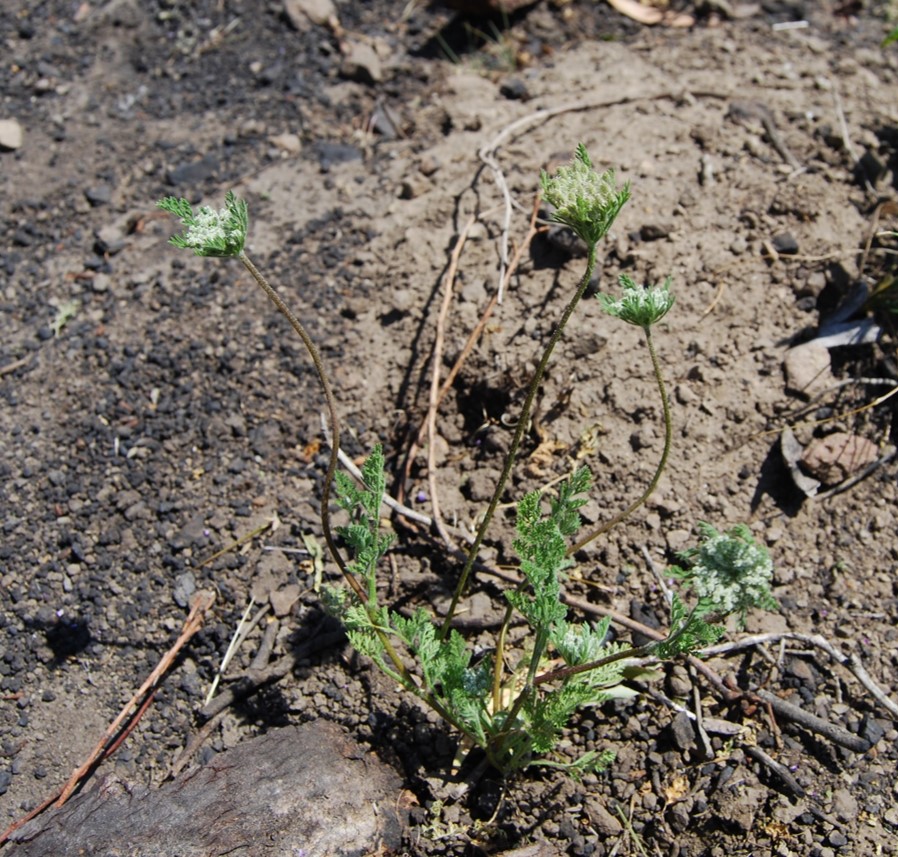 daucus-pusillus-2may2014-1