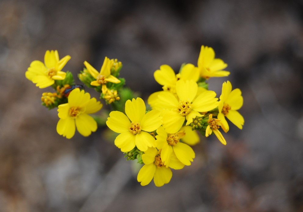 deinandra-fasciculata-1june2015-5 deinandra-fasciculata-1june2015-5
