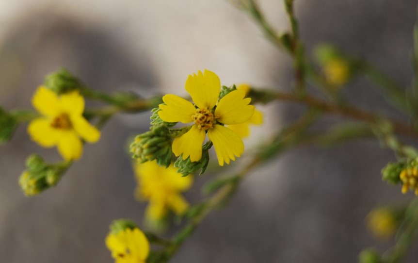 deinandra-fasciculata-20may2014-15 deinandra-fasciculata-20may2014-15