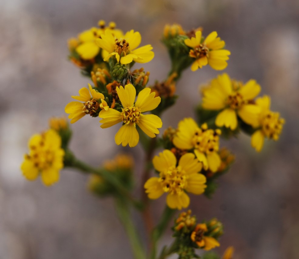 deinandra-fasciculata-20may2014-6 deinandra-fasciculata-20may2014-6