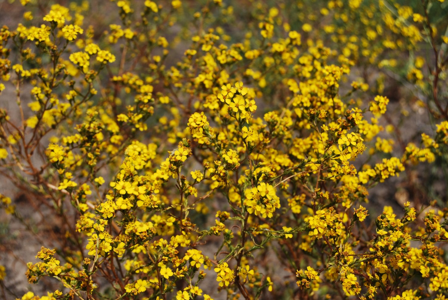 deinandra-fasciculata-29may2014-10 deinandra-fasciculata-29may2014-10