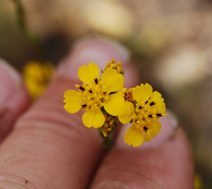 deinandra-fasciculata-29may2014-9 deinandra-fasciculata-29may2014-9