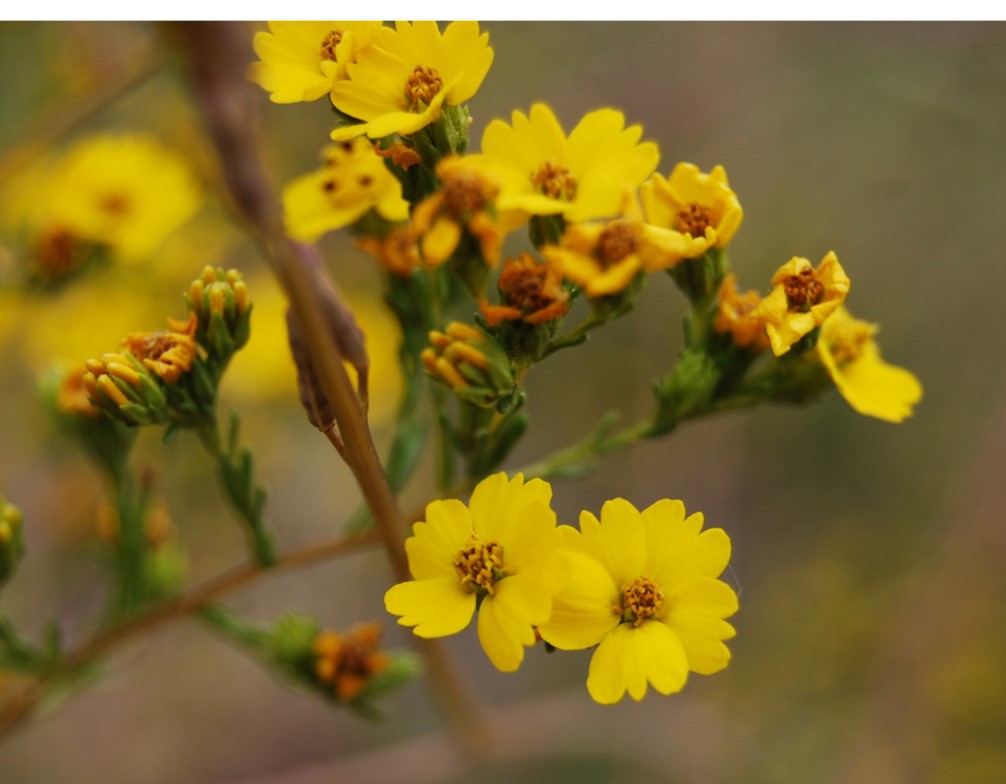 deinandra-fasciculata-9june2014-8 deinandra-fasciculata-9june2014-8
