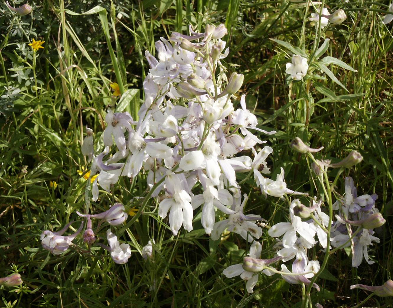 delphinium-parryi-19feb2005-1
