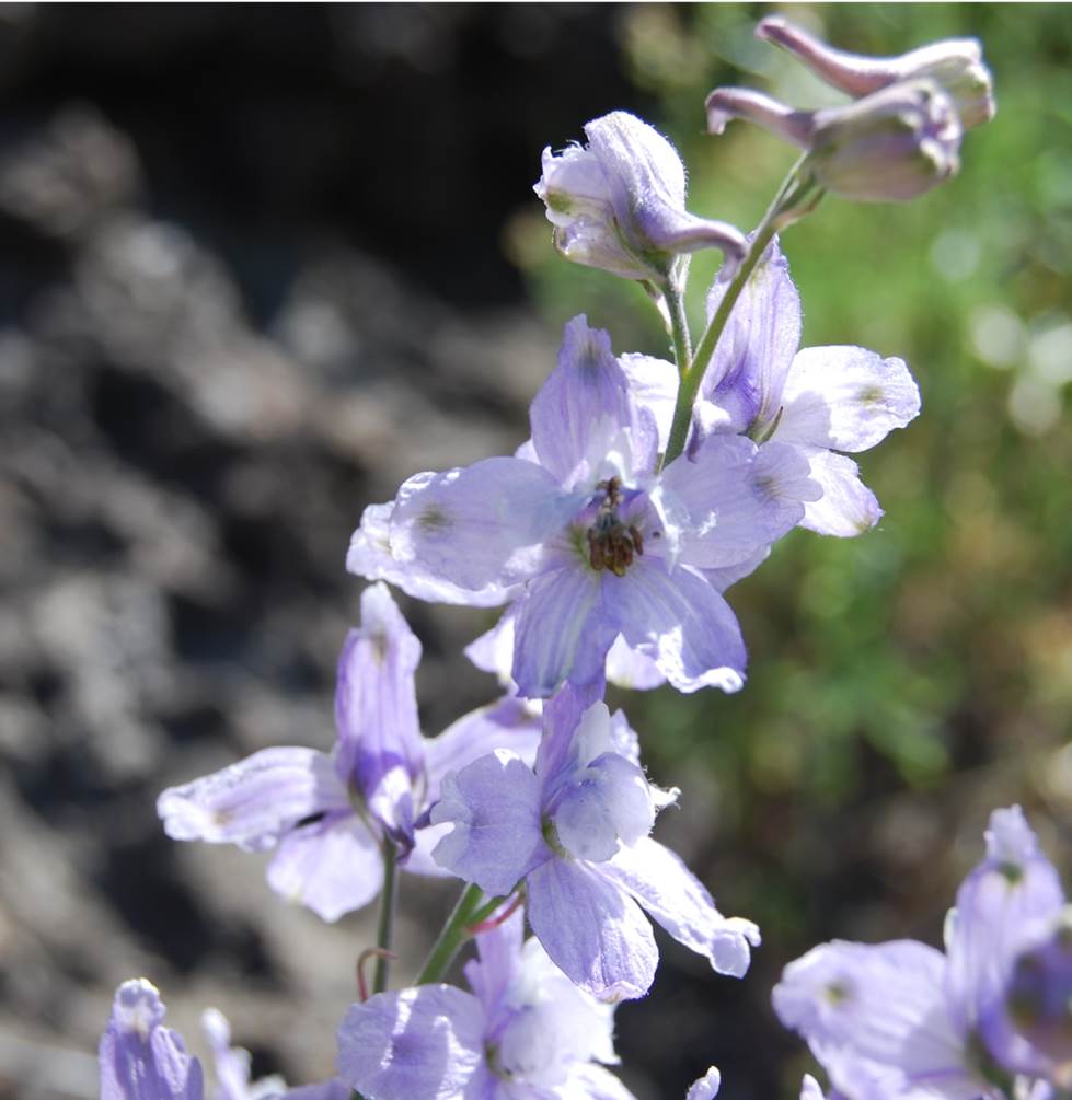 delphinium-parryi-28mar2008-1