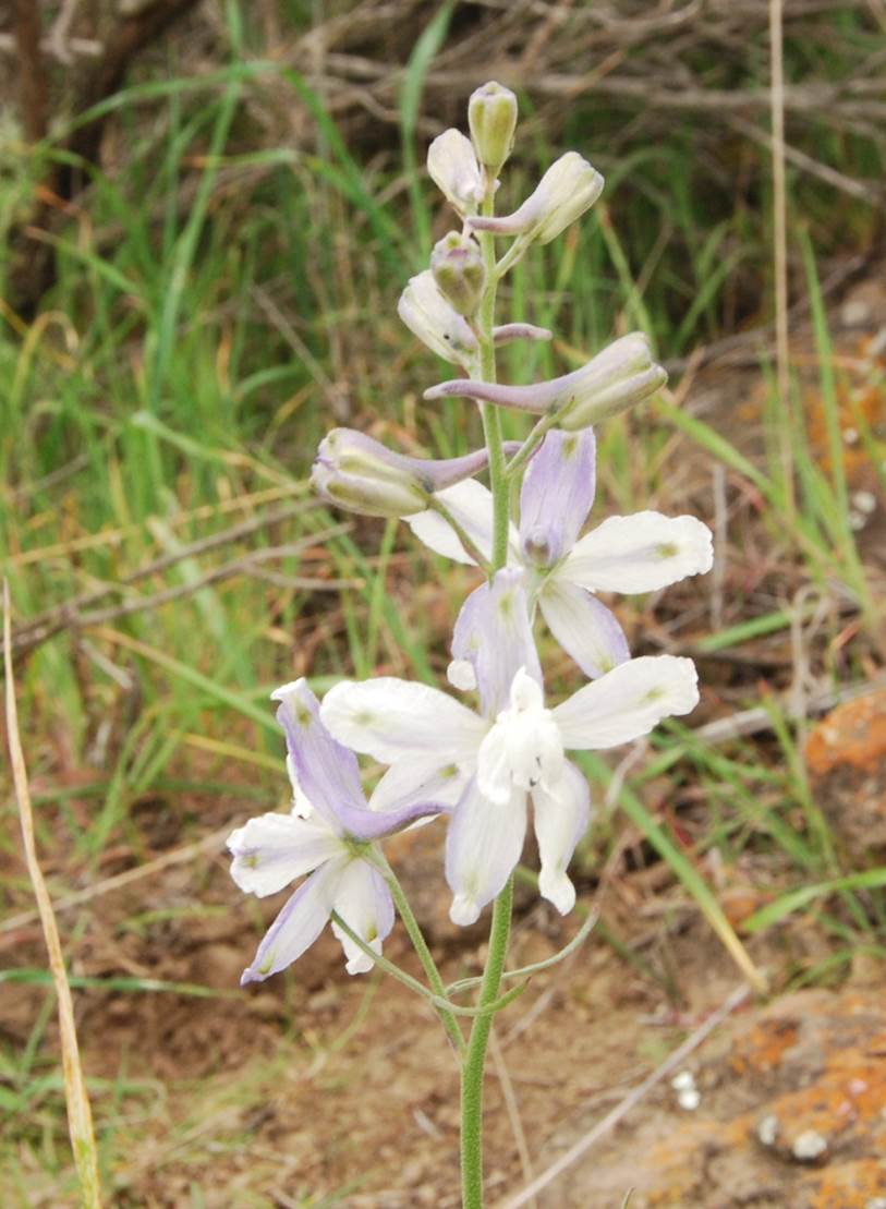 delphinium-parryi-5mar2013-11