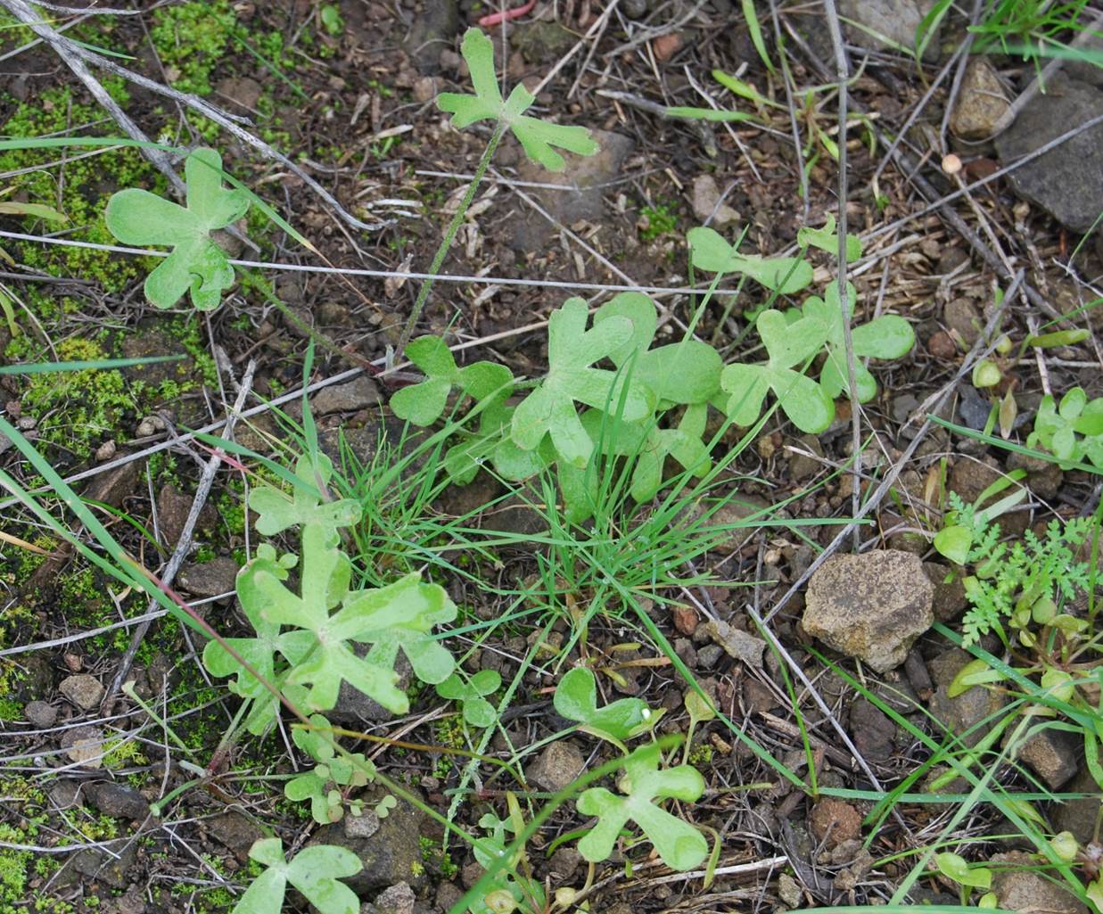 delphinium-parryi-7feb2013-2