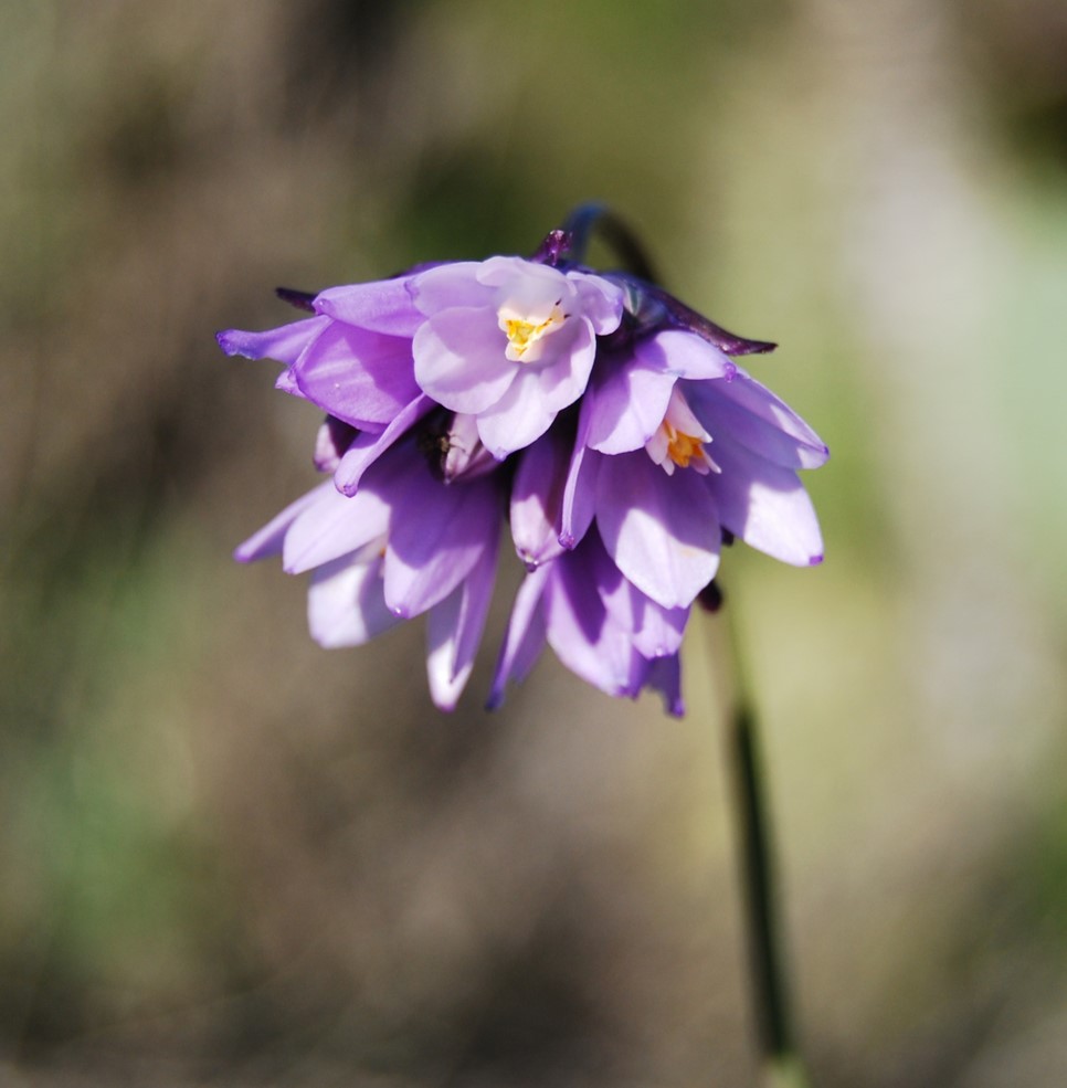 dichelostemma-capitatus-20feb2013-2