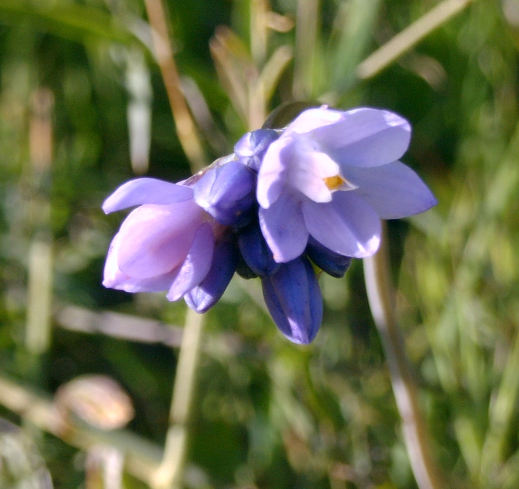 dichelostemma-capitatus-2mar2003-a.