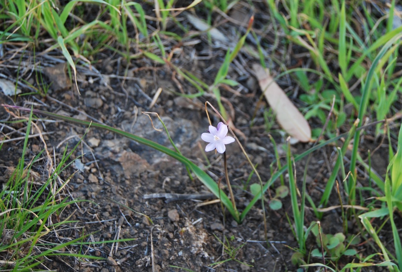 dichelostemma-capitatus-31jan2013-1