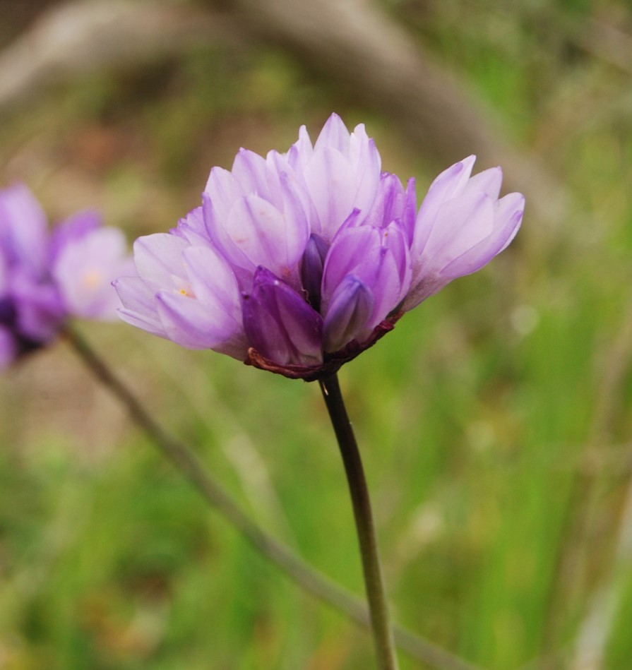 dichelostemma-capitatus-5mmar2013-7