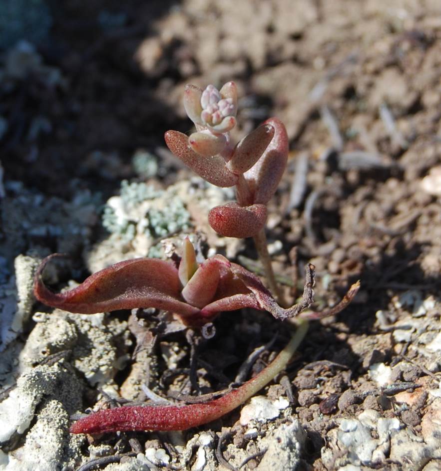 dudleya-blochmaniae-11apr2013-7 dudleya-blochmaniae-11apr2013-7