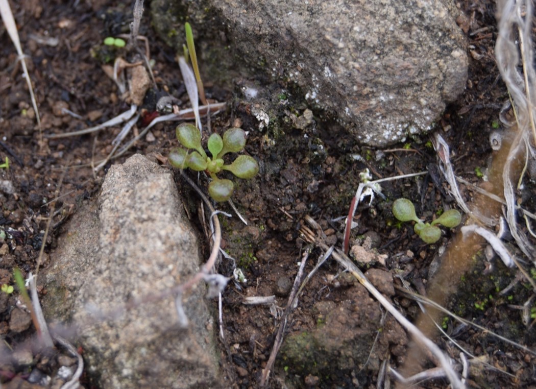 dudleya-blochmaniae-11jan2016-2 dudleya-blochmaniae-11jan2016-2
