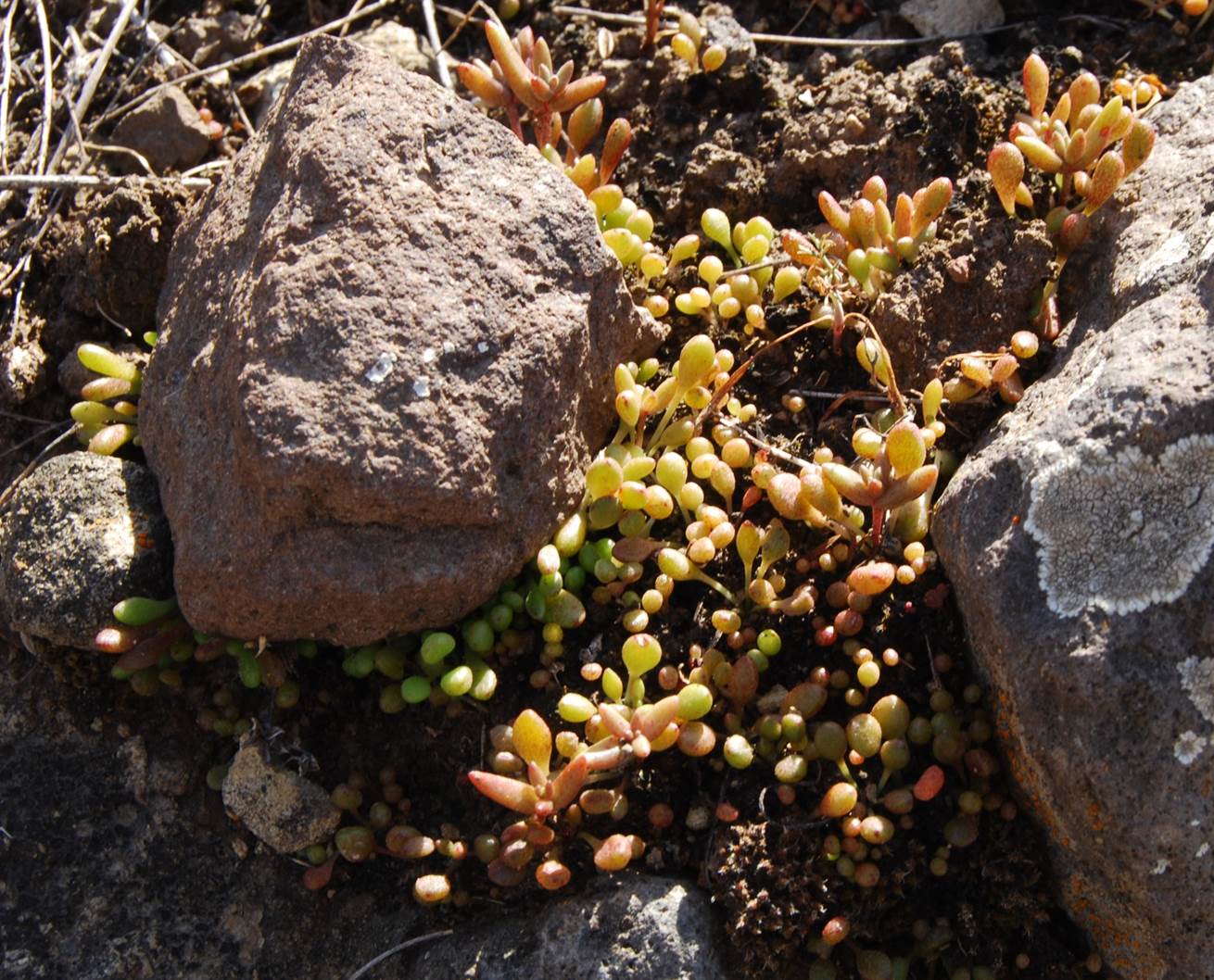 dudleya-blochmaniae-21feb2013-5 dudleya-blochmaniae-21feb2013-5