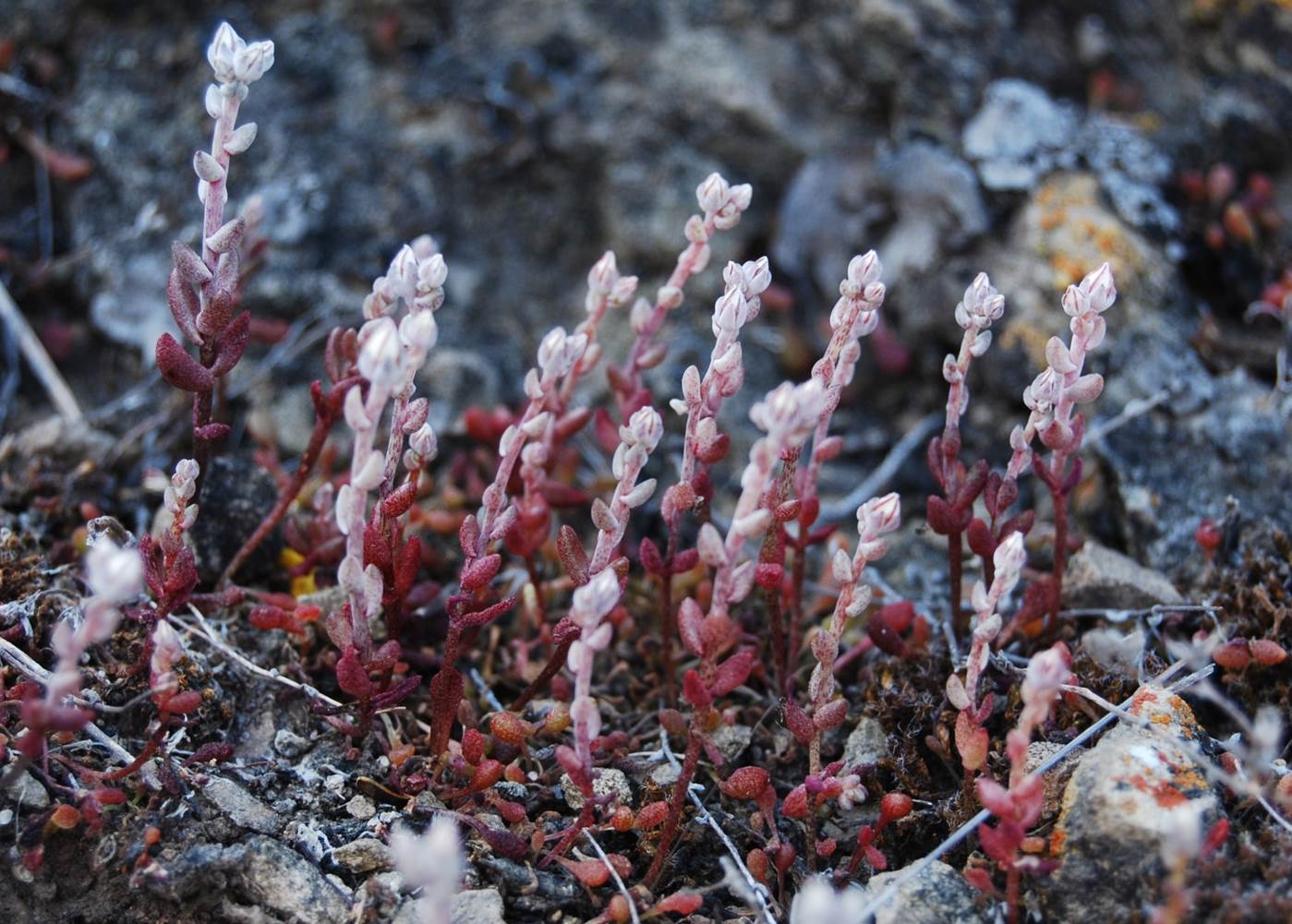 dudleya-blochmaniae-22apr2013-13 dudleya-blochmaniae-22apr2013-13