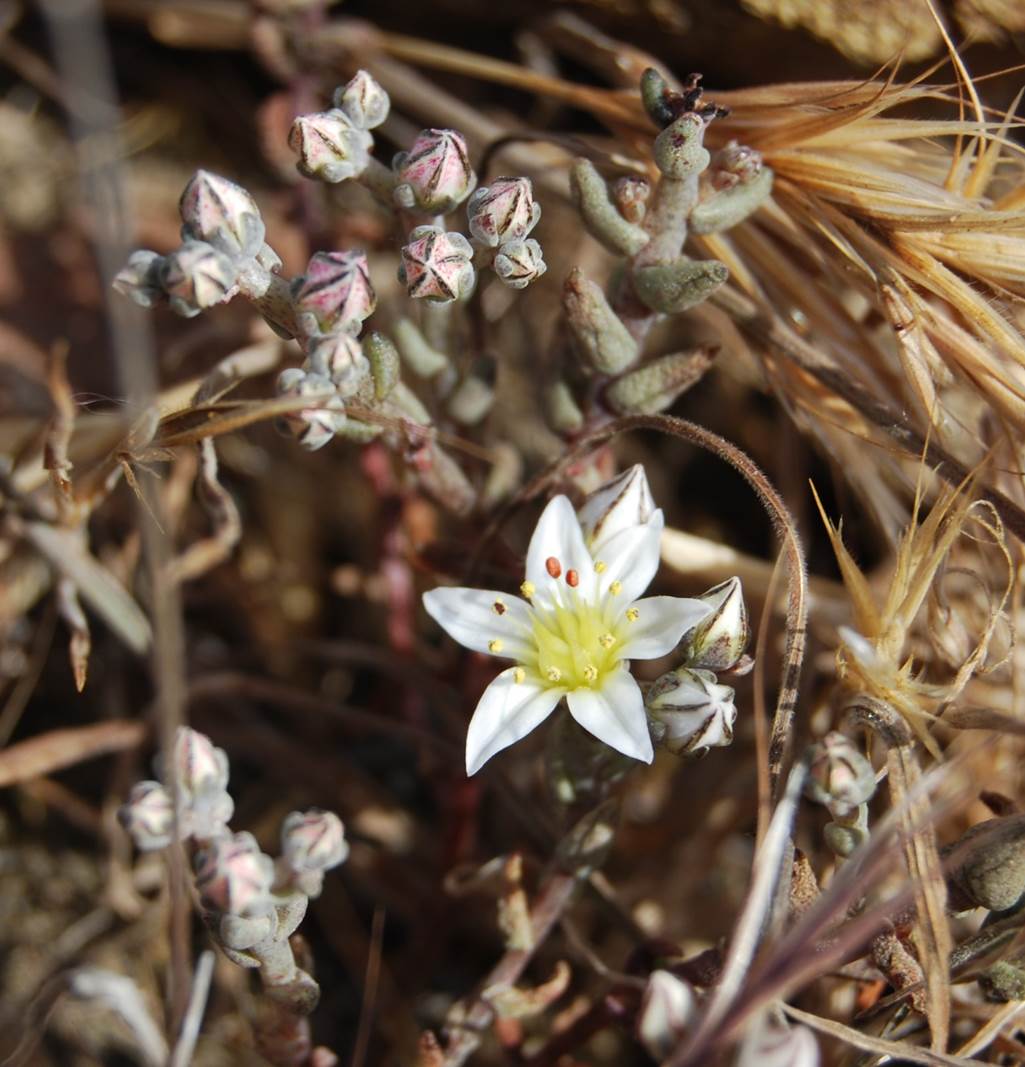 dudleya-blochmaniae-22apr2013-20 dudleya-blochmaniae-22apr2013-20