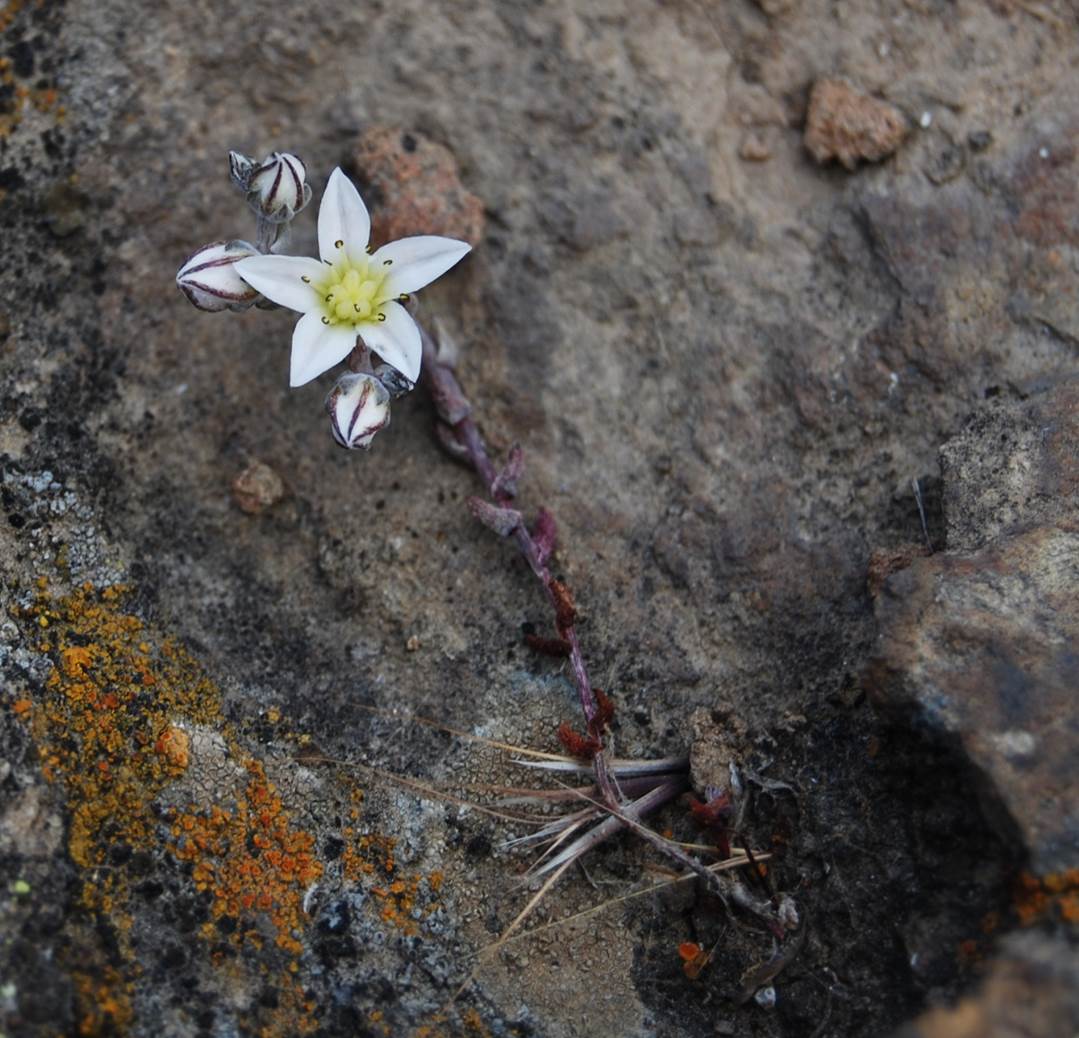dudleya-blochmaniae-22apr2013-5 dudleya-blochmaniae-22apr2013-5
