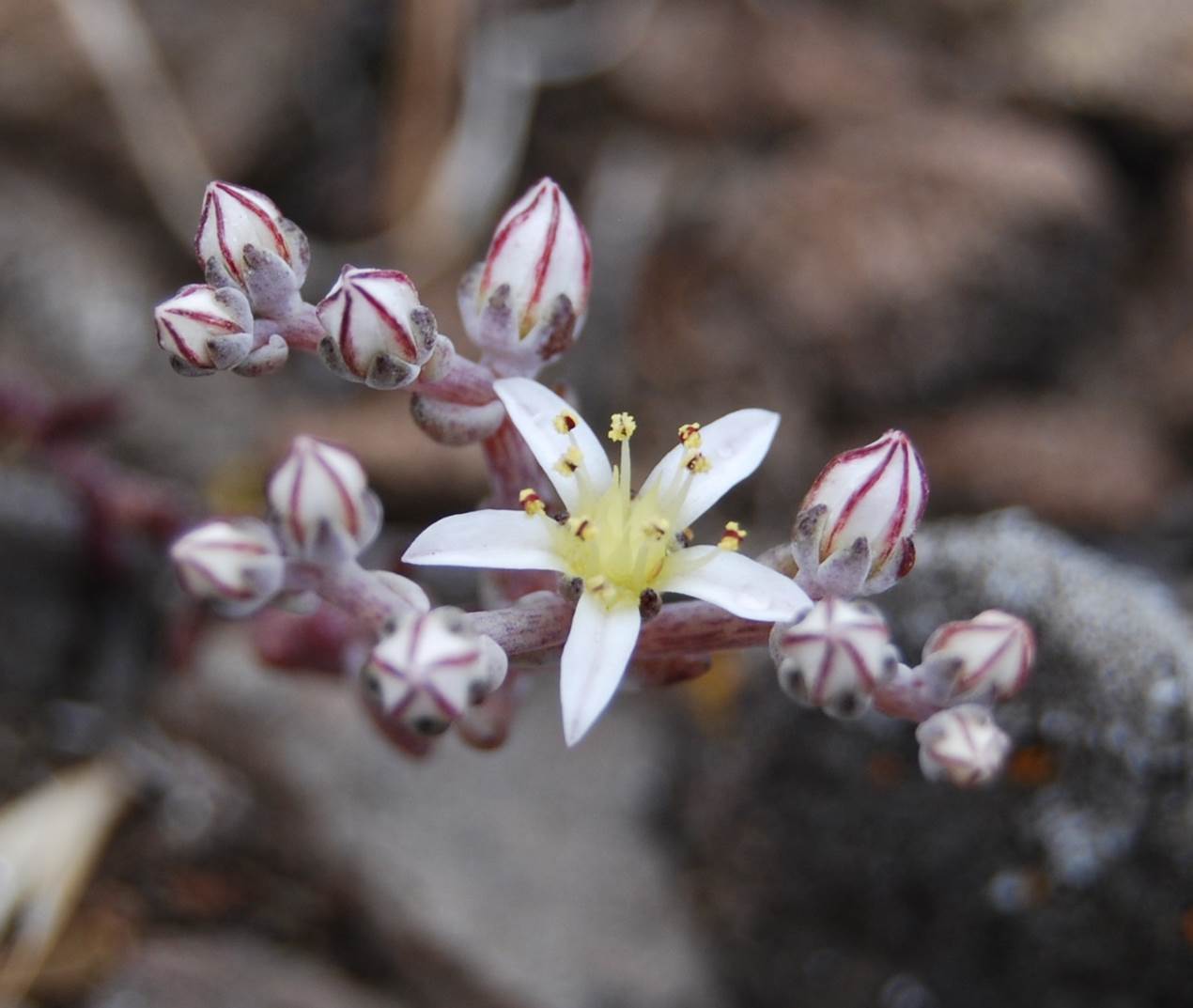 dudleya-blochmaniae-22pr2013-5 dudleya-blochmaniae-22pr2013-5