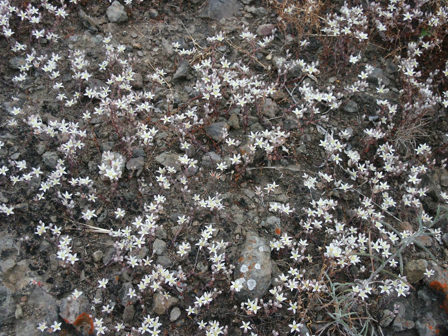 dudleya-blochmaniae-24may2005-17 dudleya-blochmaniae-24may2005-17