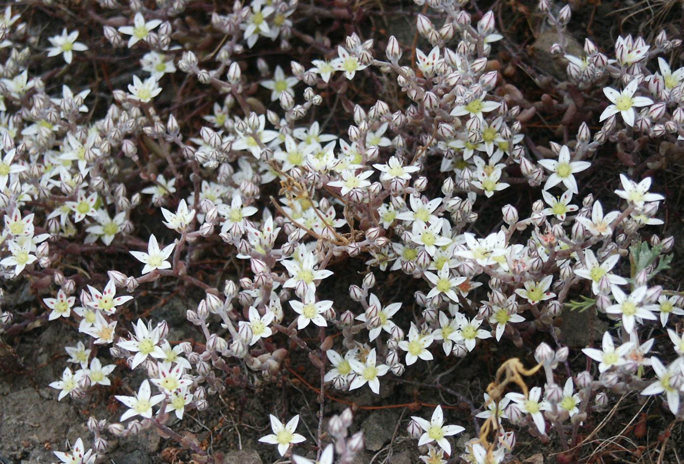 dudleya-blochmaniae-24may2005-23 dudleya-blochmaniae-24may2005-23