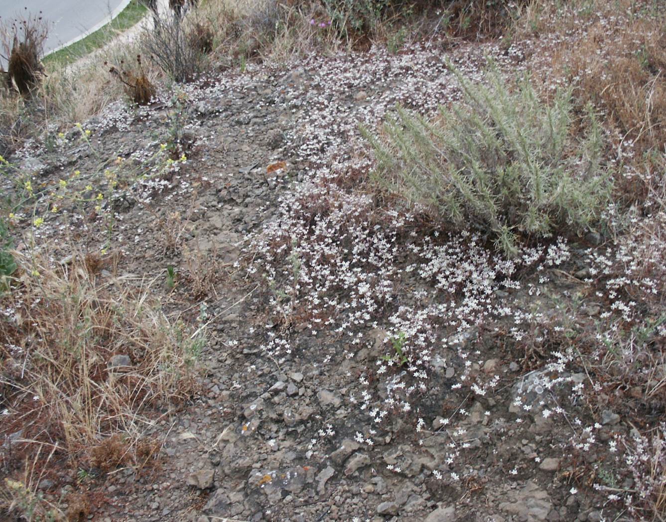dudleya-blochmaniae-24may2005-44 dudleya-blochmaniae-24may2005-44