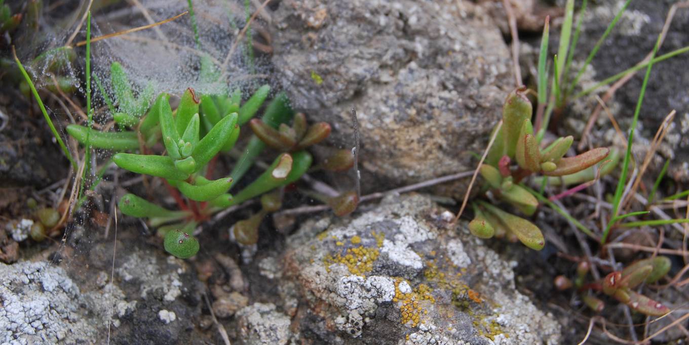 dudleya-blochmaniae-5feb2013-1 dudleya-blochmaniae-5feb2013-1