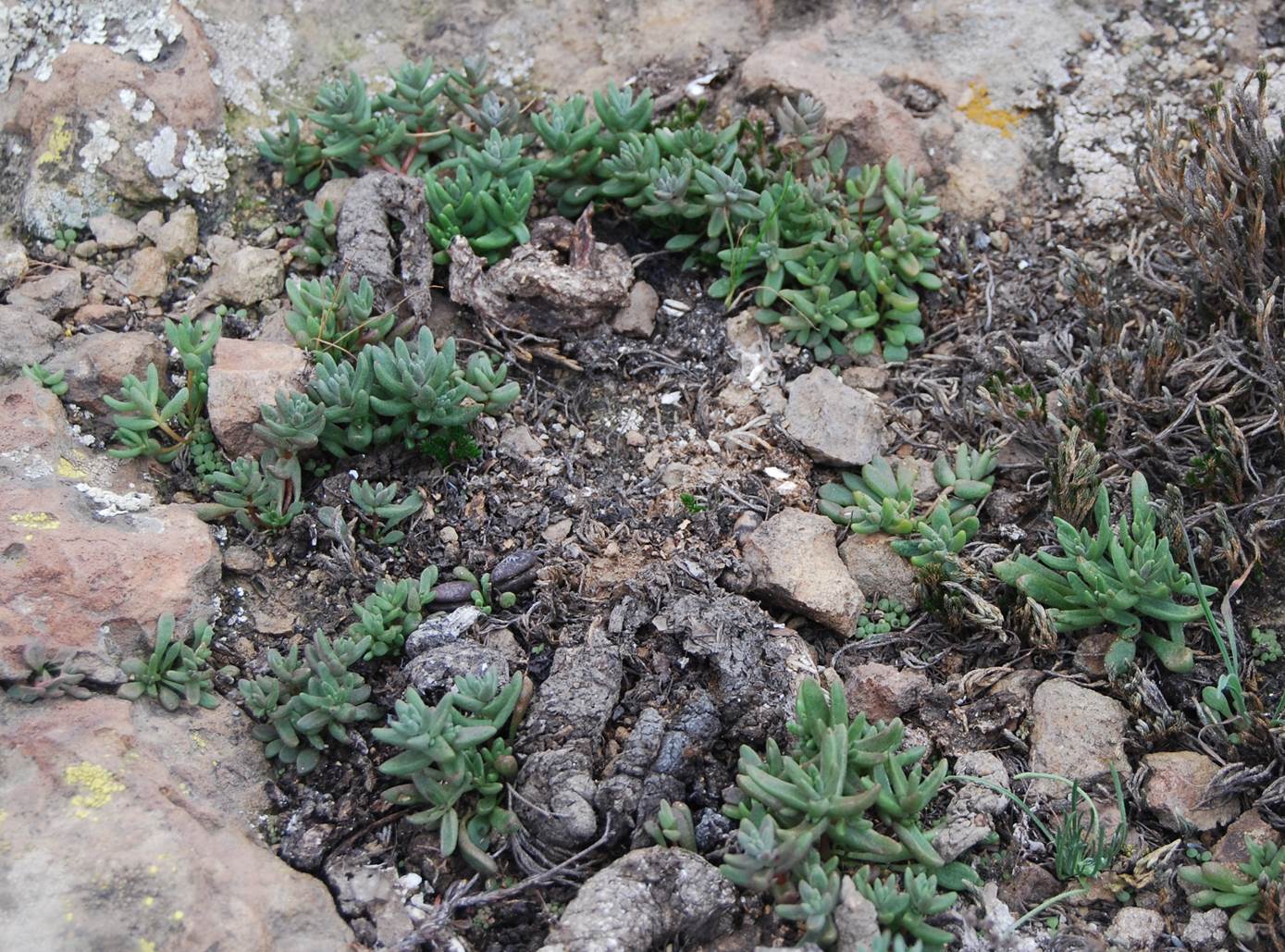dudleya-blochmaniae-7feb2013-2 dudleya-blochmaniae-7feb2013-2