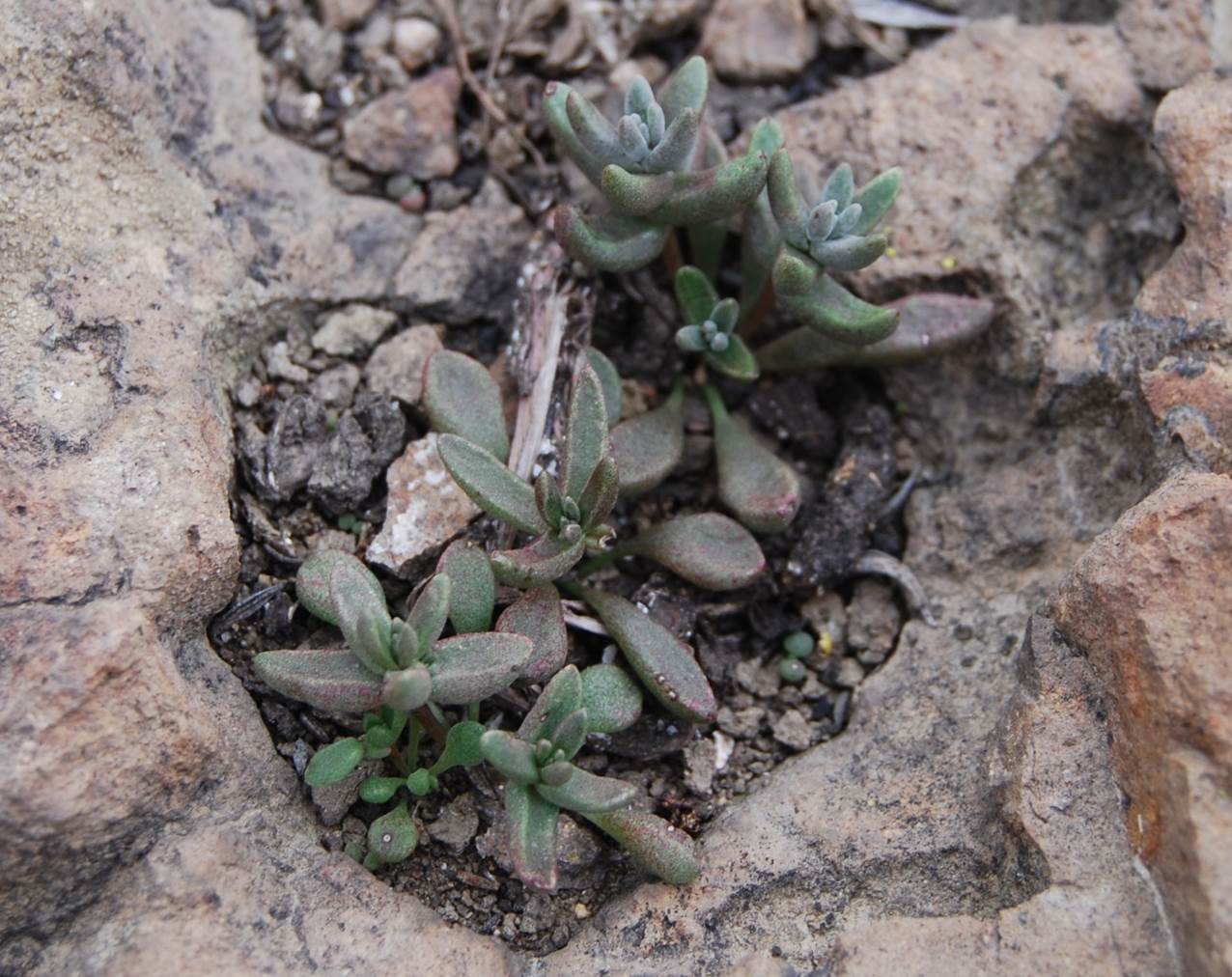 dudleya-blochmaniae-7feb2013-3 dudleya-blochmaniae-7feb2013-3