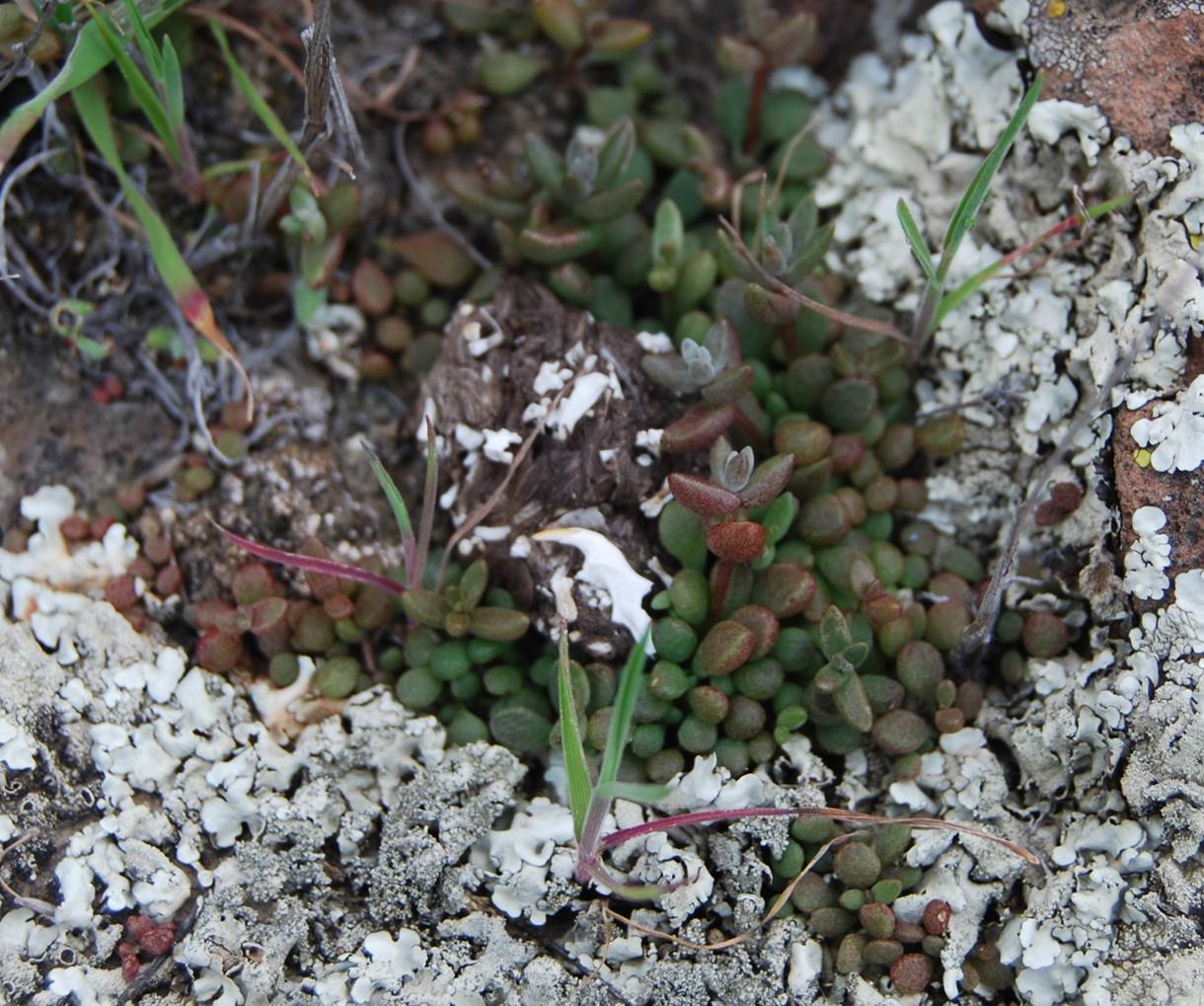 dudleya-blochmaniae-7feb2013-4 dudleya-blochmaniae-7feb2013-4