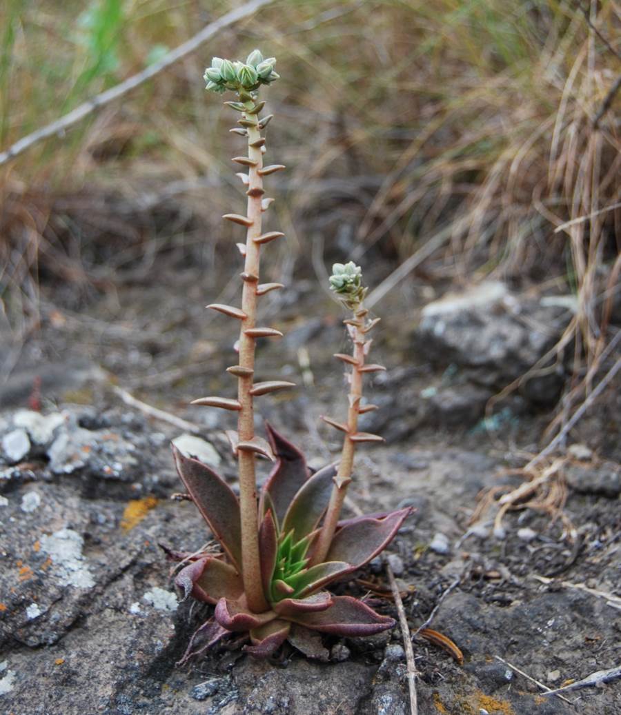 dudleya-lanceolata-24apr2013-5