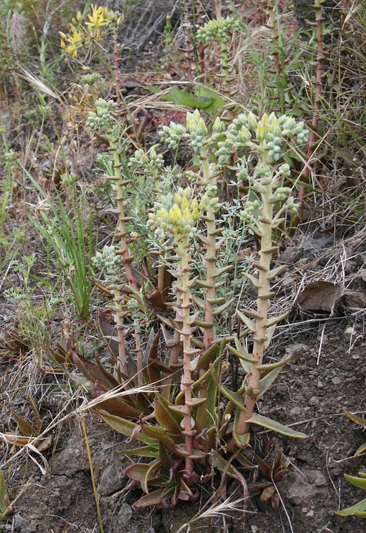 dudleya-lanceolata-25may2003-b