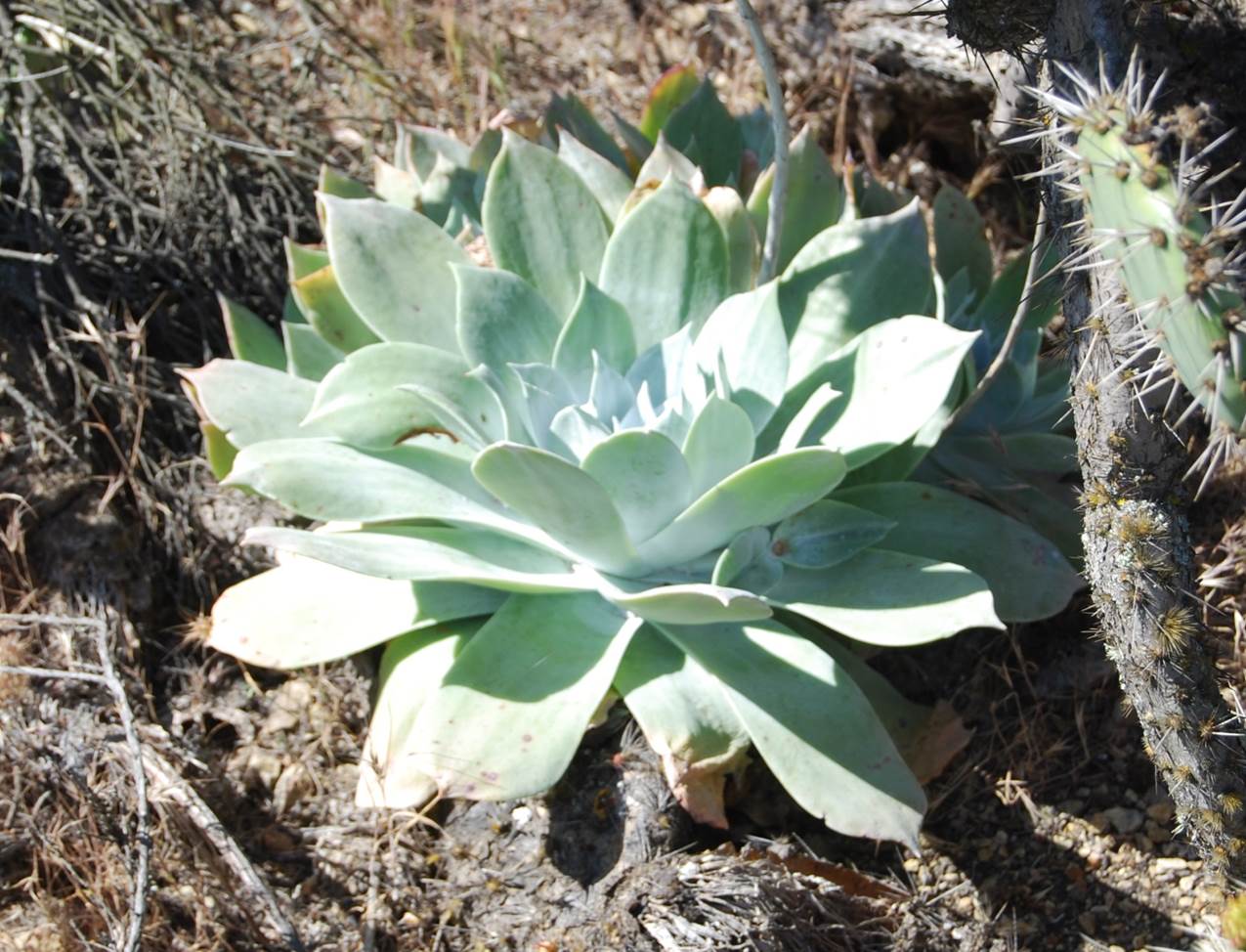 dudleya-pulverulenta-11apr2013-1 dudleya-pulverulenta-11apr2013-1