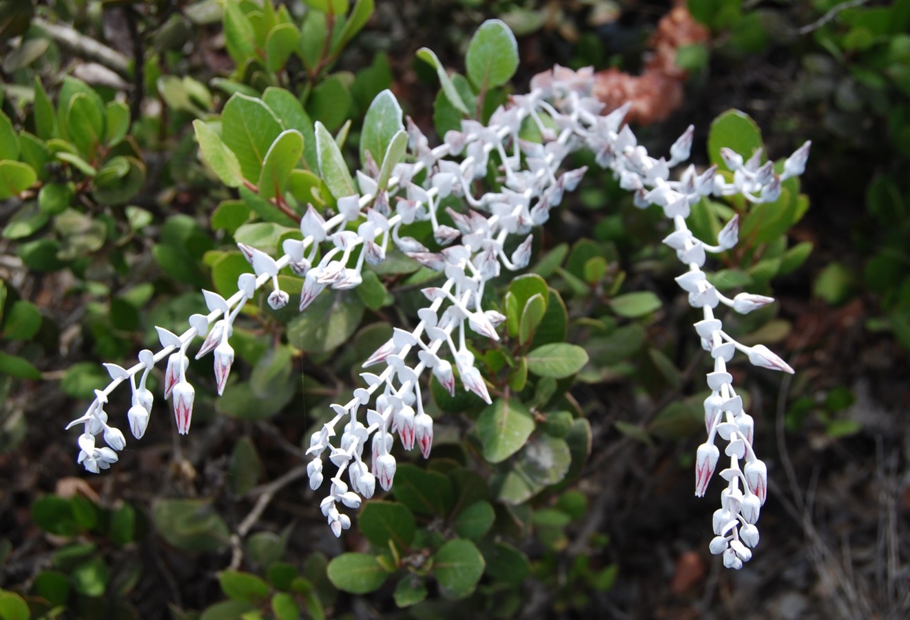 dudleya-pulverulenta-15july2015-2 dudleya-pulverulenta-15july2015-2